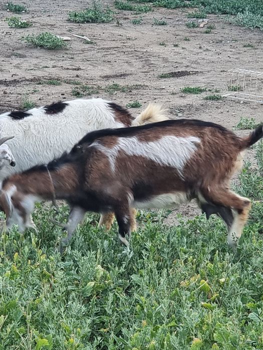 Продам дойную козу, сүтті ешкі