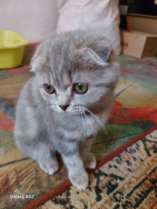 Продаю домашную котёнка
