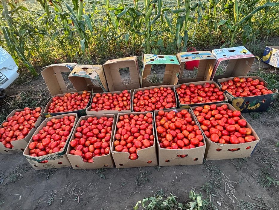 Rosii riogrande pentru suc de rosii