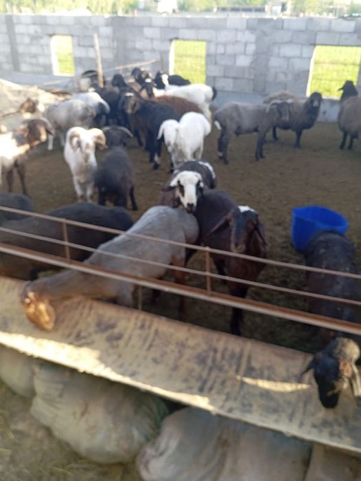 Кучкорла сотилади