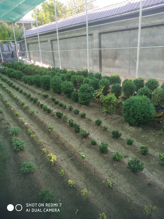 Шамшот кочатлари сотилади оптом ва донага