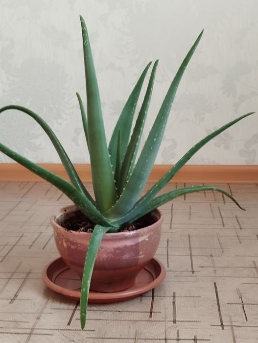Алоэ столетник 7 лет