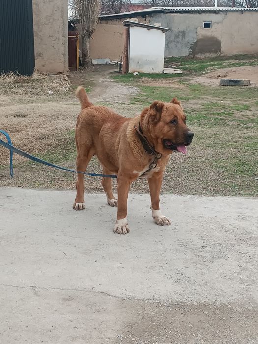 Ургашы сатылады жуас