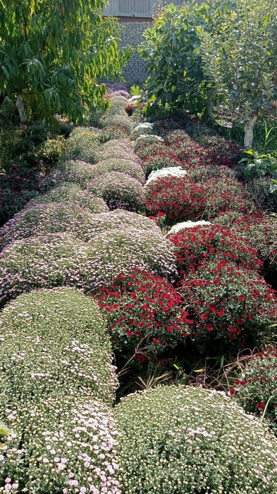 Продаётся цветы- Глобус