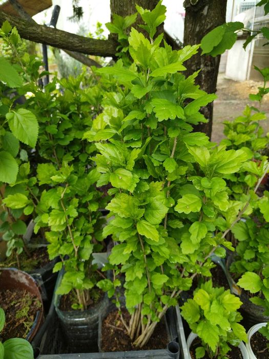 Hibiscus Syriacus- Trandafir de gradina