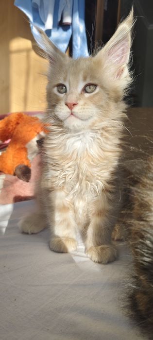 Мейнкун, коты гиганты