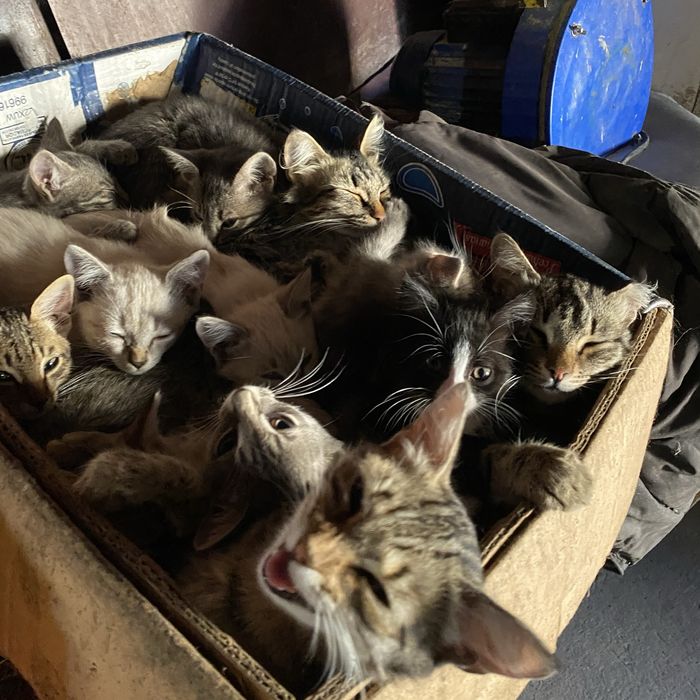 Отдам котят и кошек