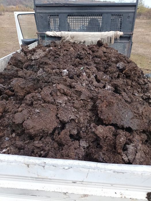 Gunoi de vaca bine macerat