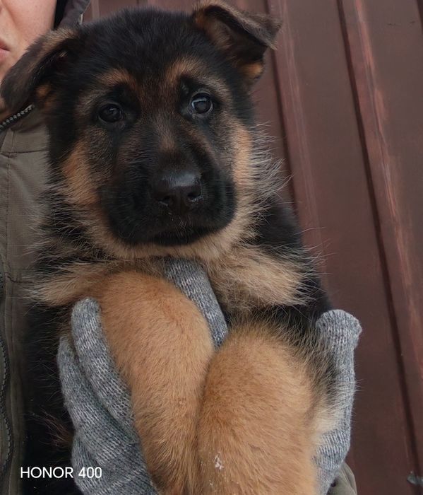 Продам щенка немецкой овчарки. Кобель