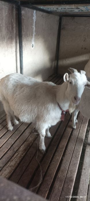 Sogʻin Echki sotiladi