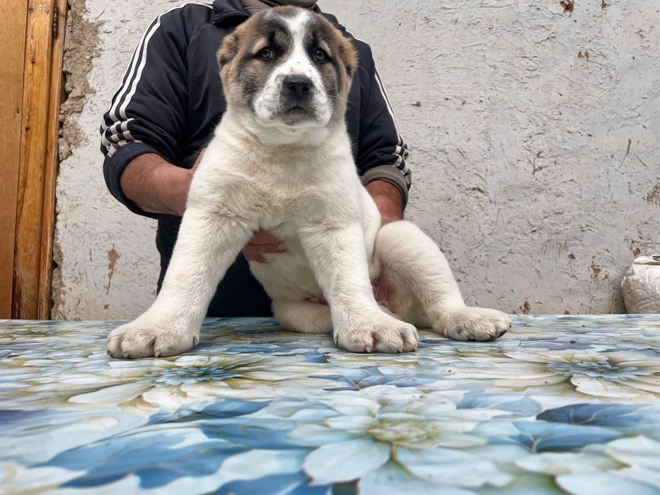 Щенок алабая ( Супер гигант ) девочка