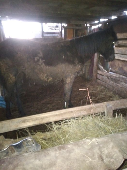 Продам лошадь 1год