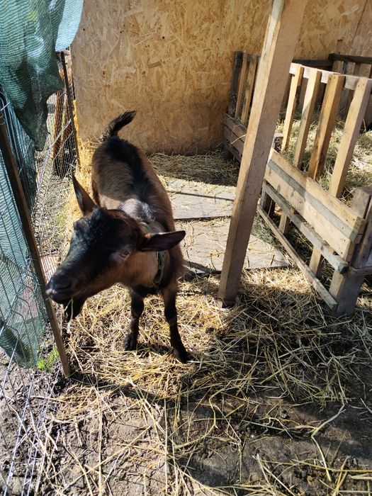 Vand țap alpin francez ciut genetic