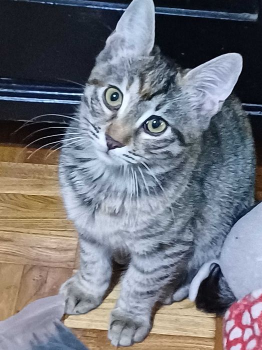 Две котета женски