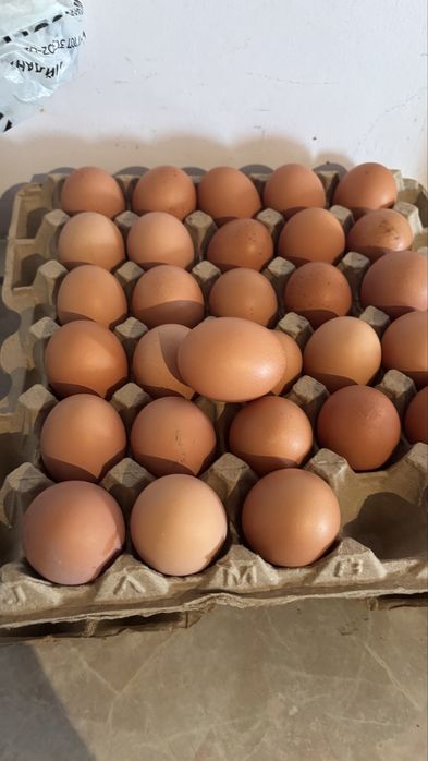 Яйца домашние,на продажу