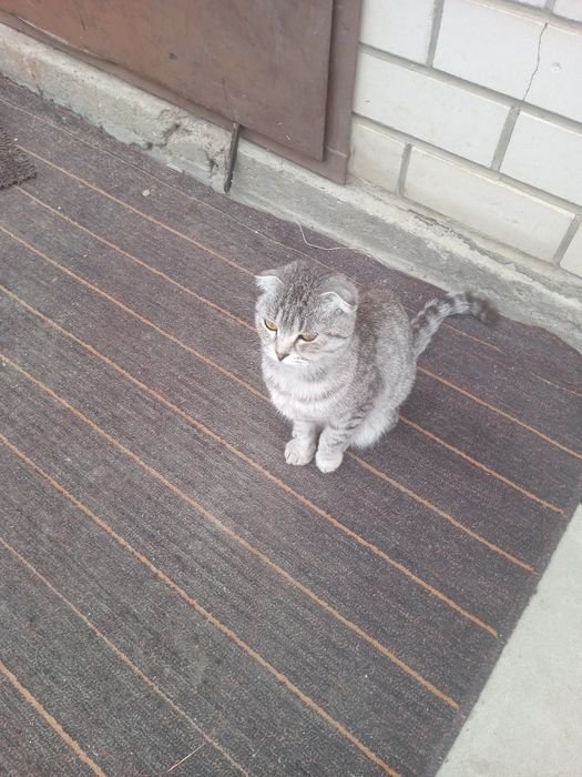 Отдам кошка девочка