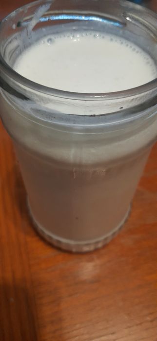 Ciuperca chefir, bacterie probiotica kefir.