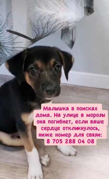 Отдам щенков в добрые руки