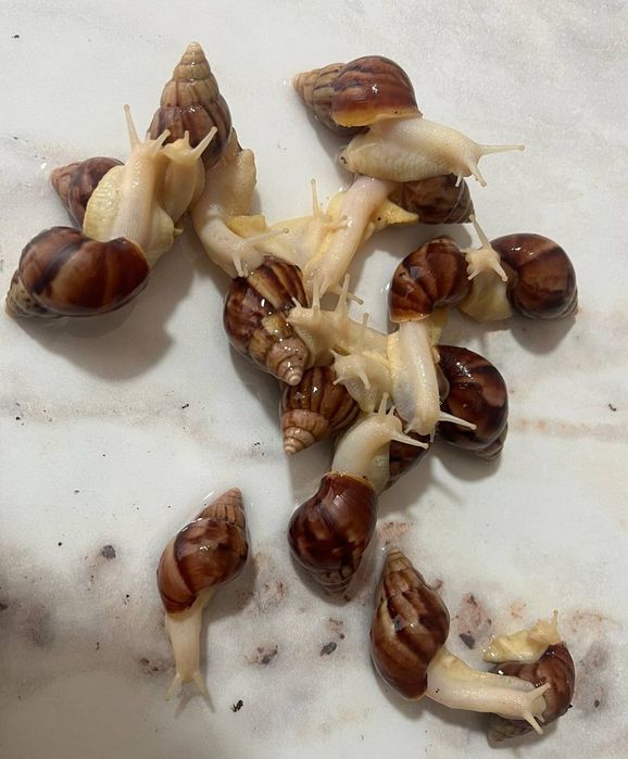 Улитка  косметологичиский