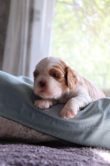 Чудесная девочка кавалер кинг чарльз спаниель