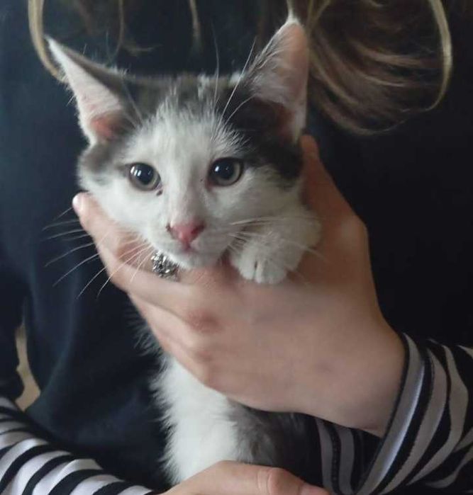 отдадим кошечку.