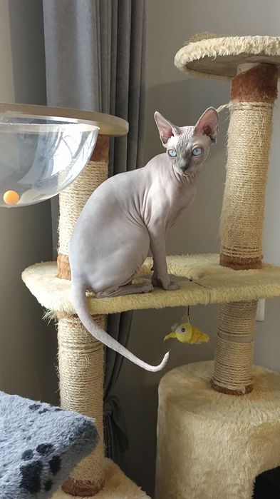 ПЕРЕДЕРЖКА Кошек Зоогостиница