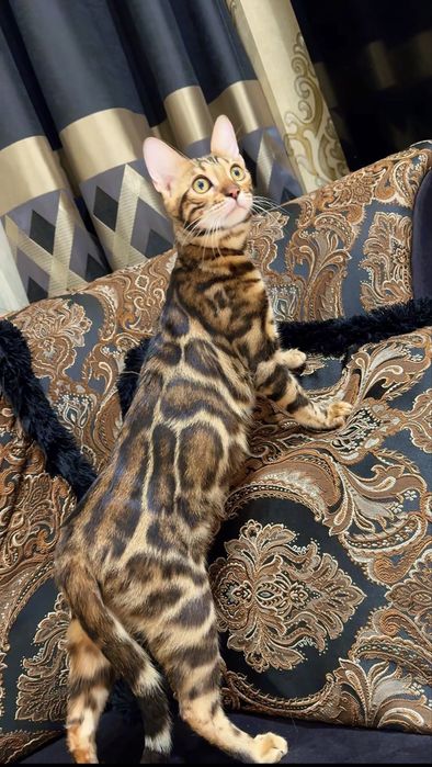 Чистокровные клубные бенгальские котята