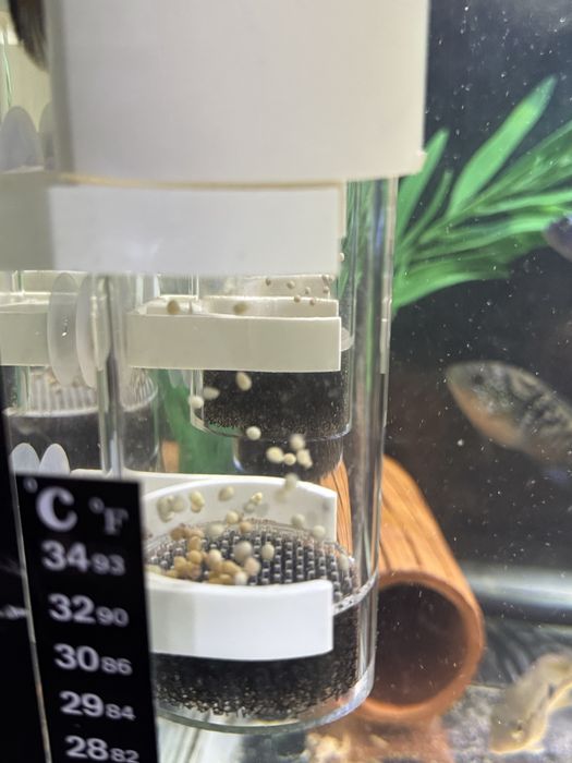 Inkubator akvarium baliqlari uchun