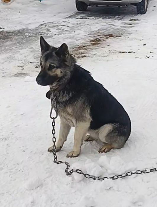 Продам щенка Вео