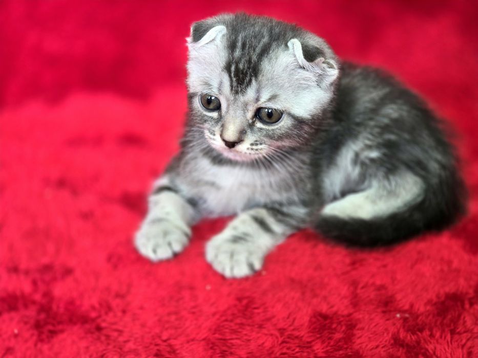 Котята вислоухие Scottish Fold