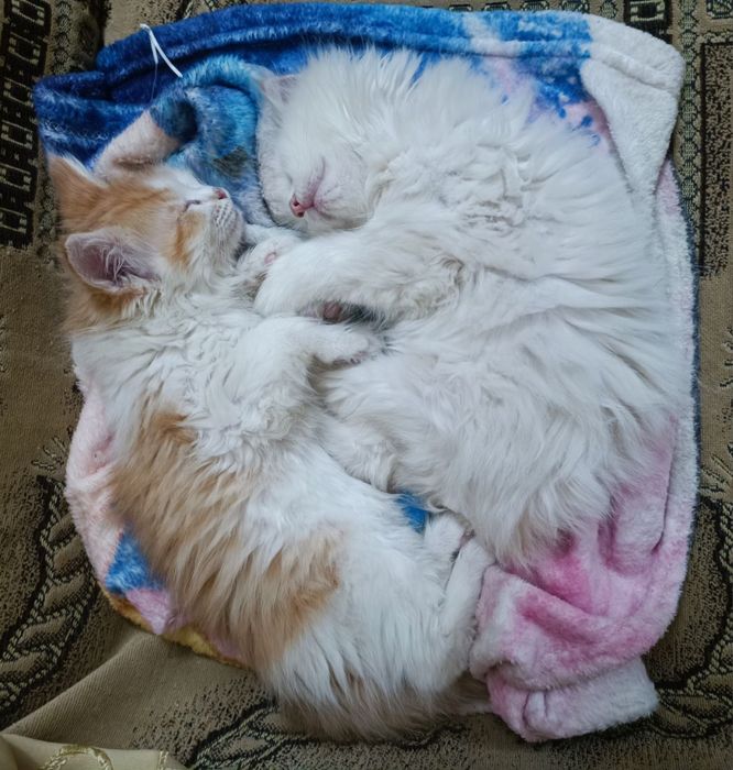 Котенок в добрые руки