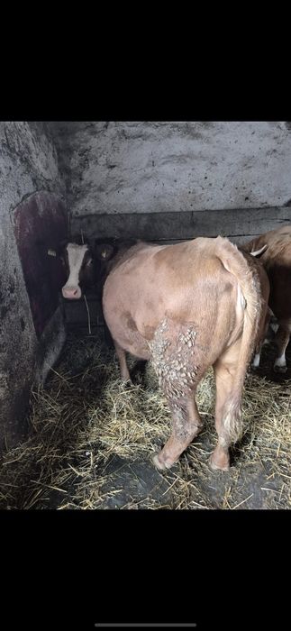 Juridica juninca de un an jumătate vitea