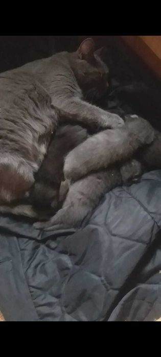 Милые котята в добрые руки