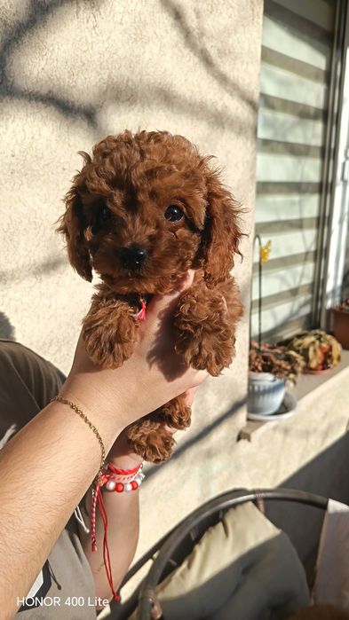 Тойчета промоция за 8 март