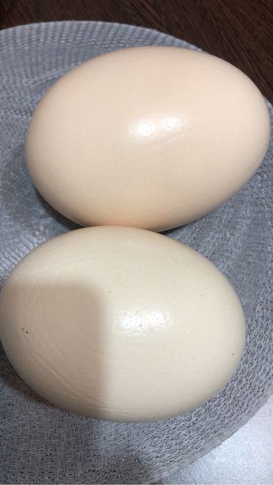 Vand Oua de “Struț”