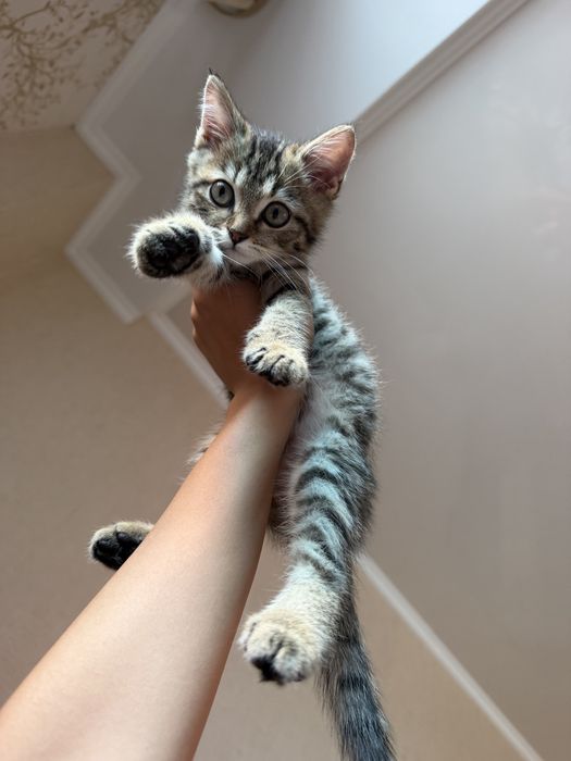 Котенок (3 мес.)