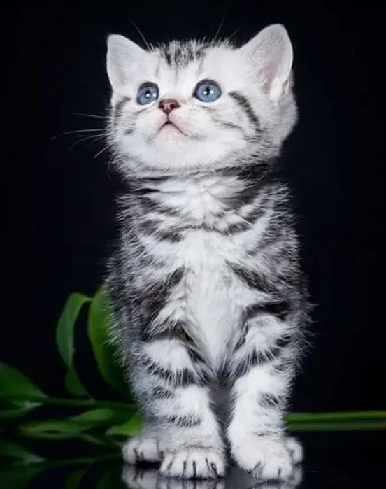 Котята Мраморные , Шиншиллы , Бикалоры