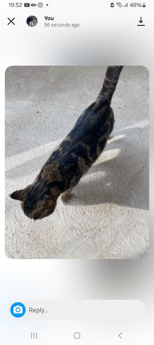 Bengal tozza  ona mushuk