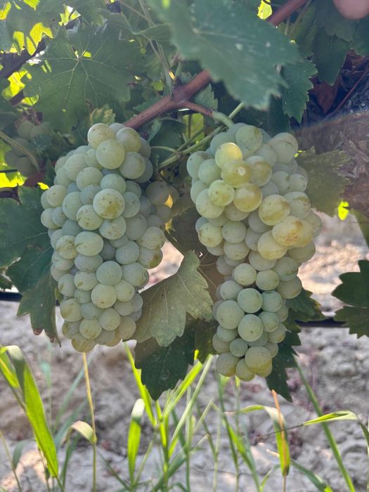 Must obtinut din soiul Muscat Ottonel