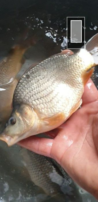 Oferim crap ten fitofag sturion lin crap japonez