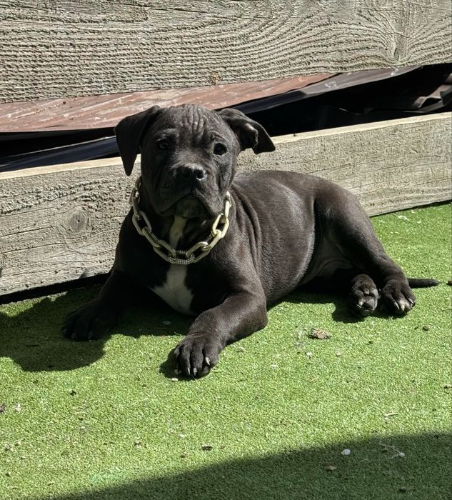 Mascul amstaff  negru