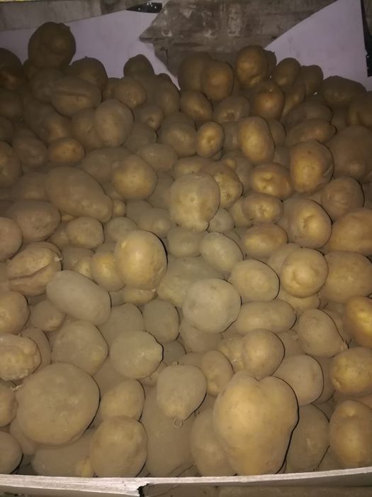 Продам картофель домашний