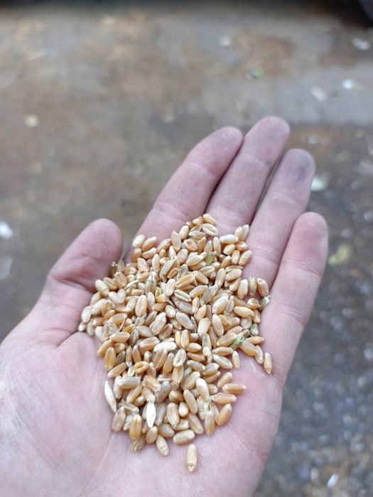 Бидай/Пщеница 40кг