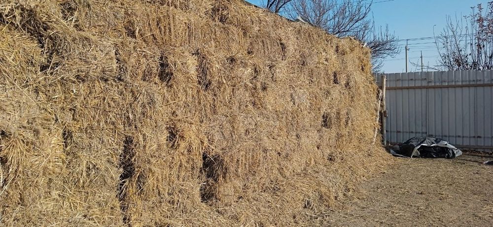 Sholi press sotiladi