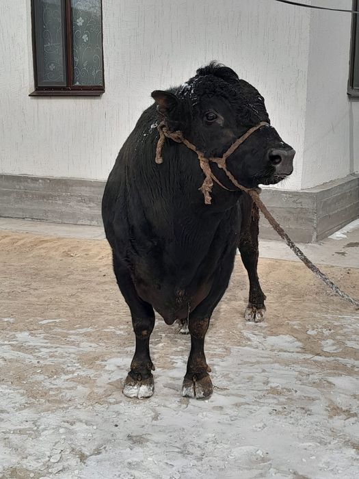 Продам  быка стоит на  откорме