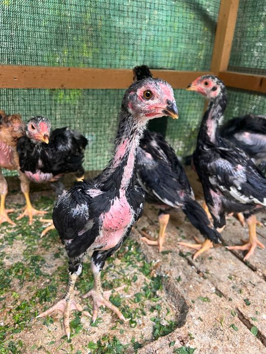 Жужалар сотиладии