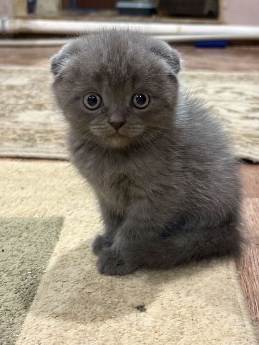 Британский котенок
