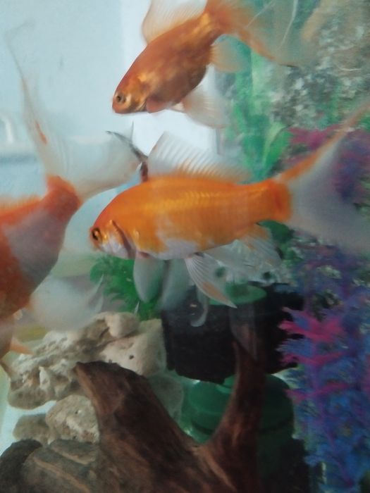 Рыбки аквариумные