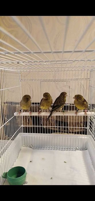 Канарейки самки годовалые