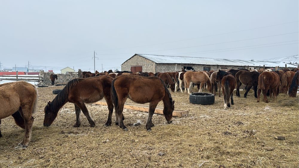 Жабагылар сатылады